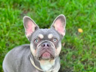 French Bulldog dogs Frenchie puppies - Advert 1