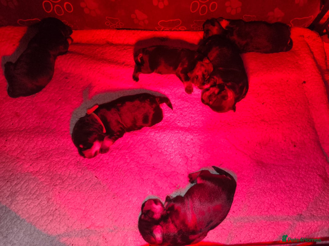 Miniature Schnauzer dogs for sale: Charming Mini Schnauzers with KC registration - Image 3