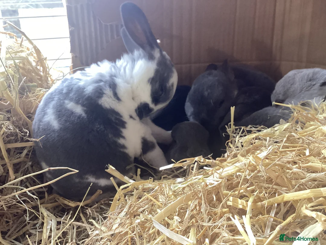 Rex rabbits for sale: Mini Rex in Liverpool - Advert 2