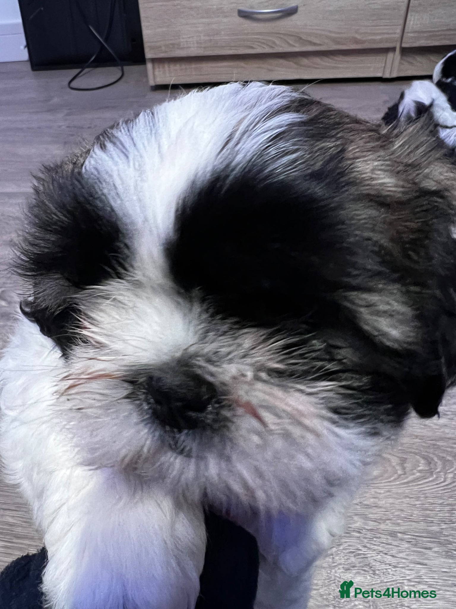 Shih Tzu dogs 3 playful puppies  - Advert 2