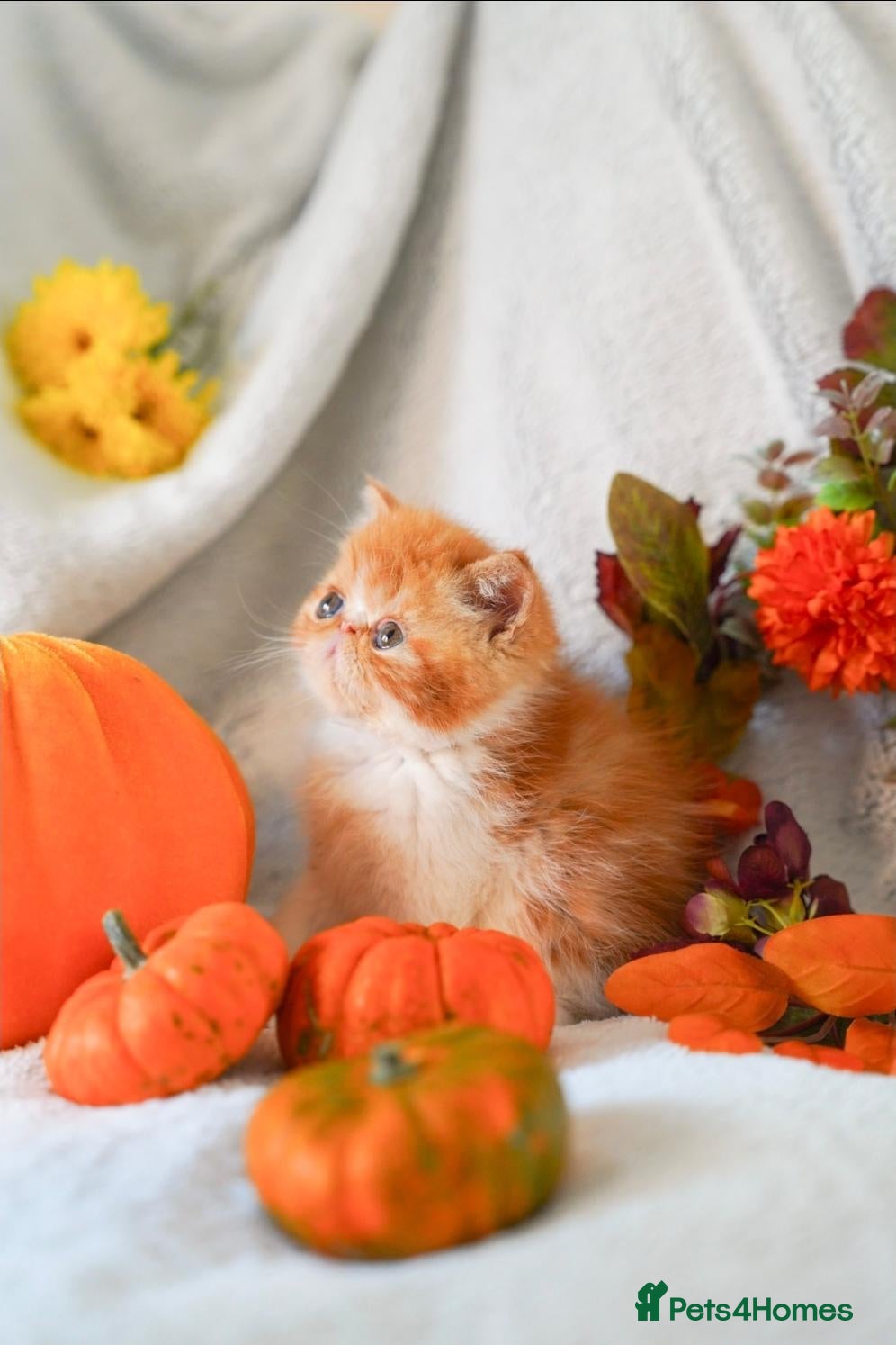 Exotic cats for sale: Exotic Persian kittens  - Advert 12