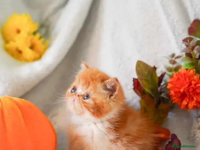 Exotic cats for sale: Exotic Persian kittens - Advert 12