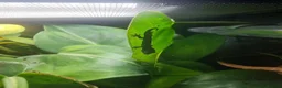 Gecko reptiles for sale: Mourning gecko hatchlings - Advert 10