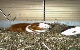 Guinea Pig rodents for sale: Two males  - Image 6
