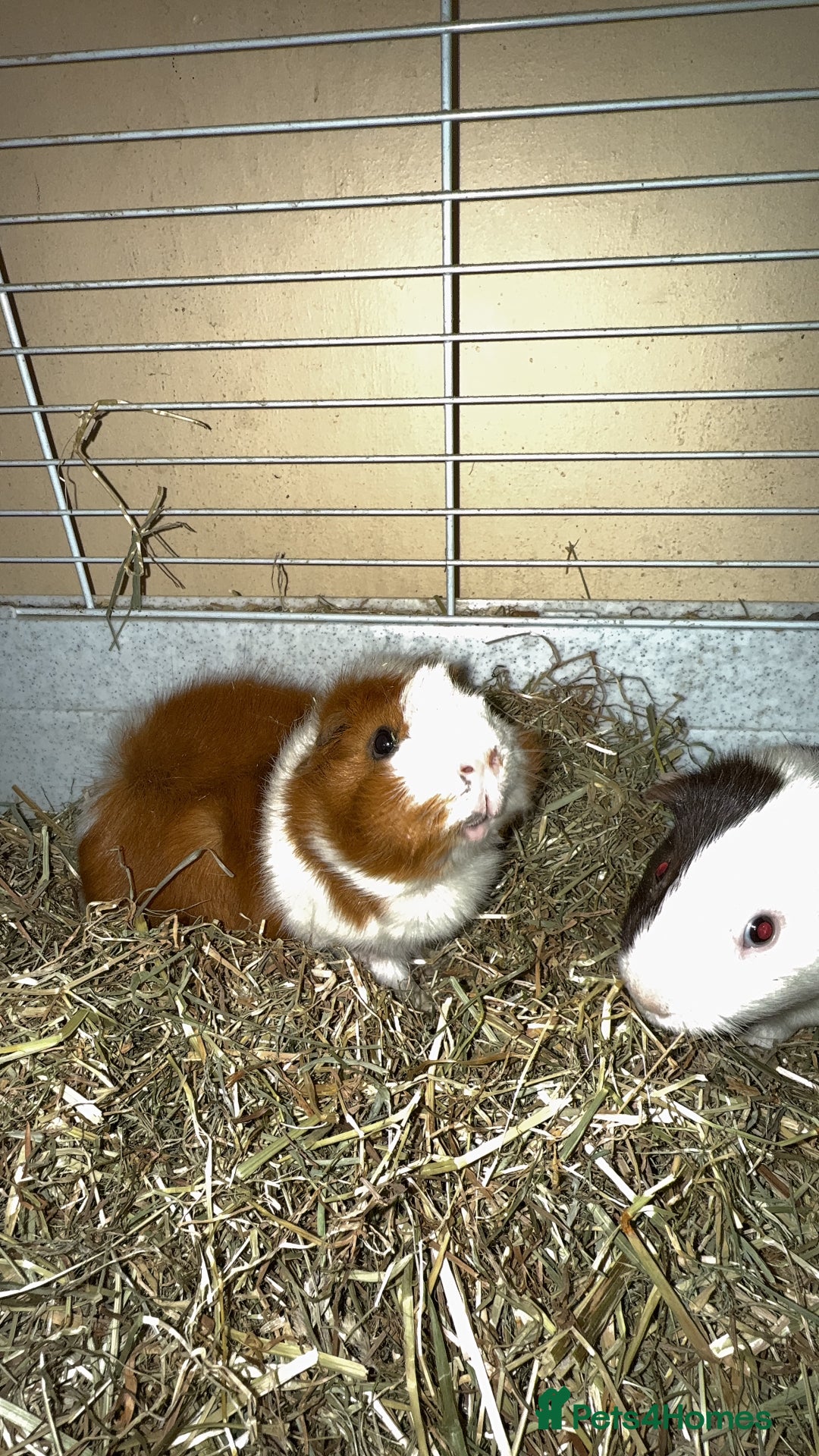 Guinea Pig rodents for sale: Two males  - Image 6