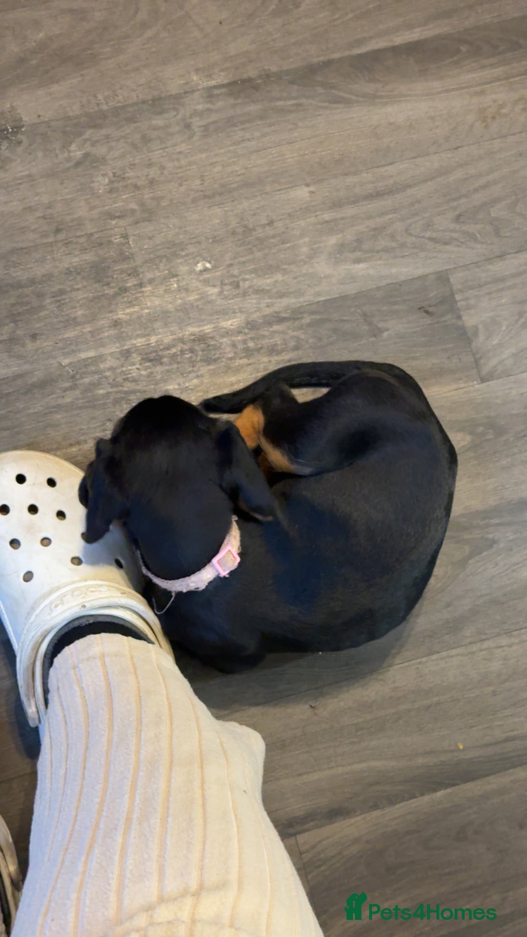 Mixed Breed dogs for sale: Beagle X Cocker Spaniel - Image 2