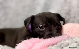Whippet dogs for sale: KC Registered Whippet Puppies Scotland - Image 7