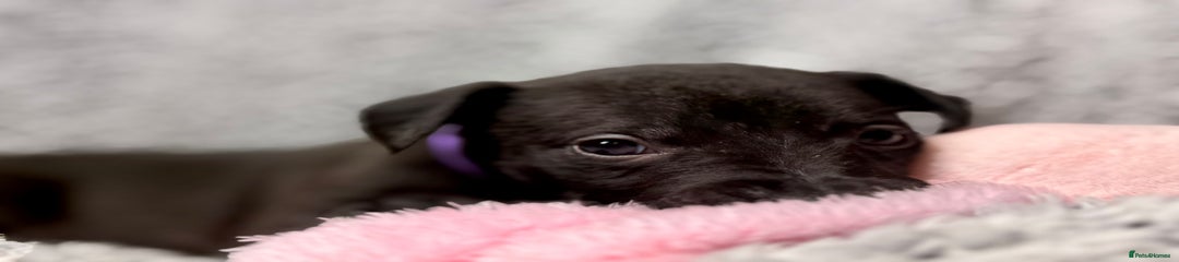 Whippet Puppy 2