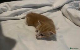 Mixed Breed cats for sale: 3 beautiful fluffy kittins  - Image 15