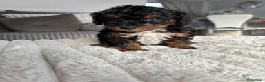 Cavapoo 4