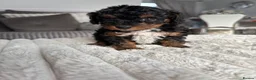 Cavapoo dogs for sale: F1BB tiny Cavapoo puppies  - Advert 3