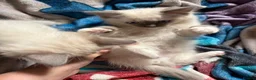 Ragdoll cats for sale: Blue pointed Ragdoll kittens ready now - Advert 18