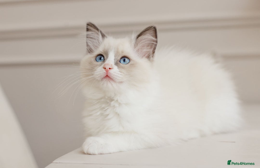 Ragdoll cats for sale: Super cuddly Ragdoll kittens Ready now  - Image 32