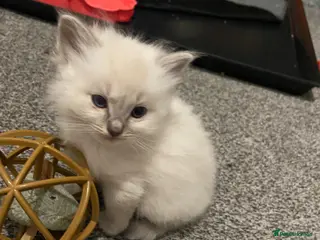Ragdoll cats Adorable Lilac point Ragdoll kittens - Advert 1