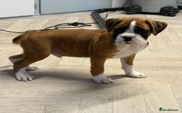 Boxer dogs for sale: Boxer male puppy - Image 4