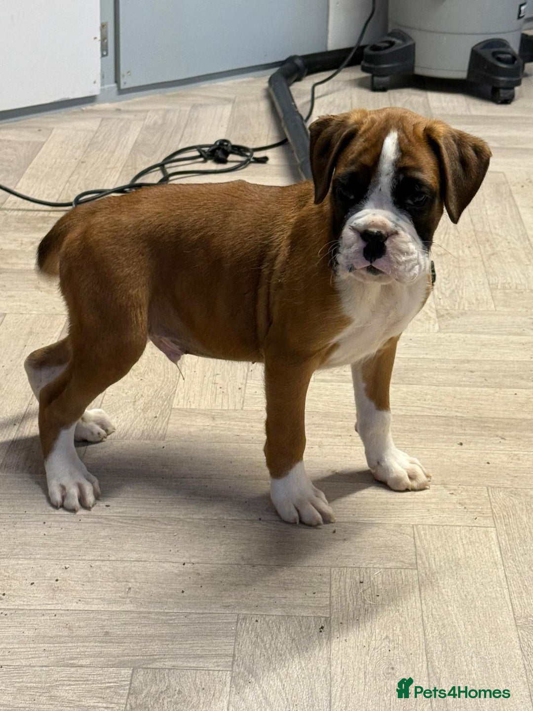 Boxer dogs for sale: Boxer male puppy - Image 4