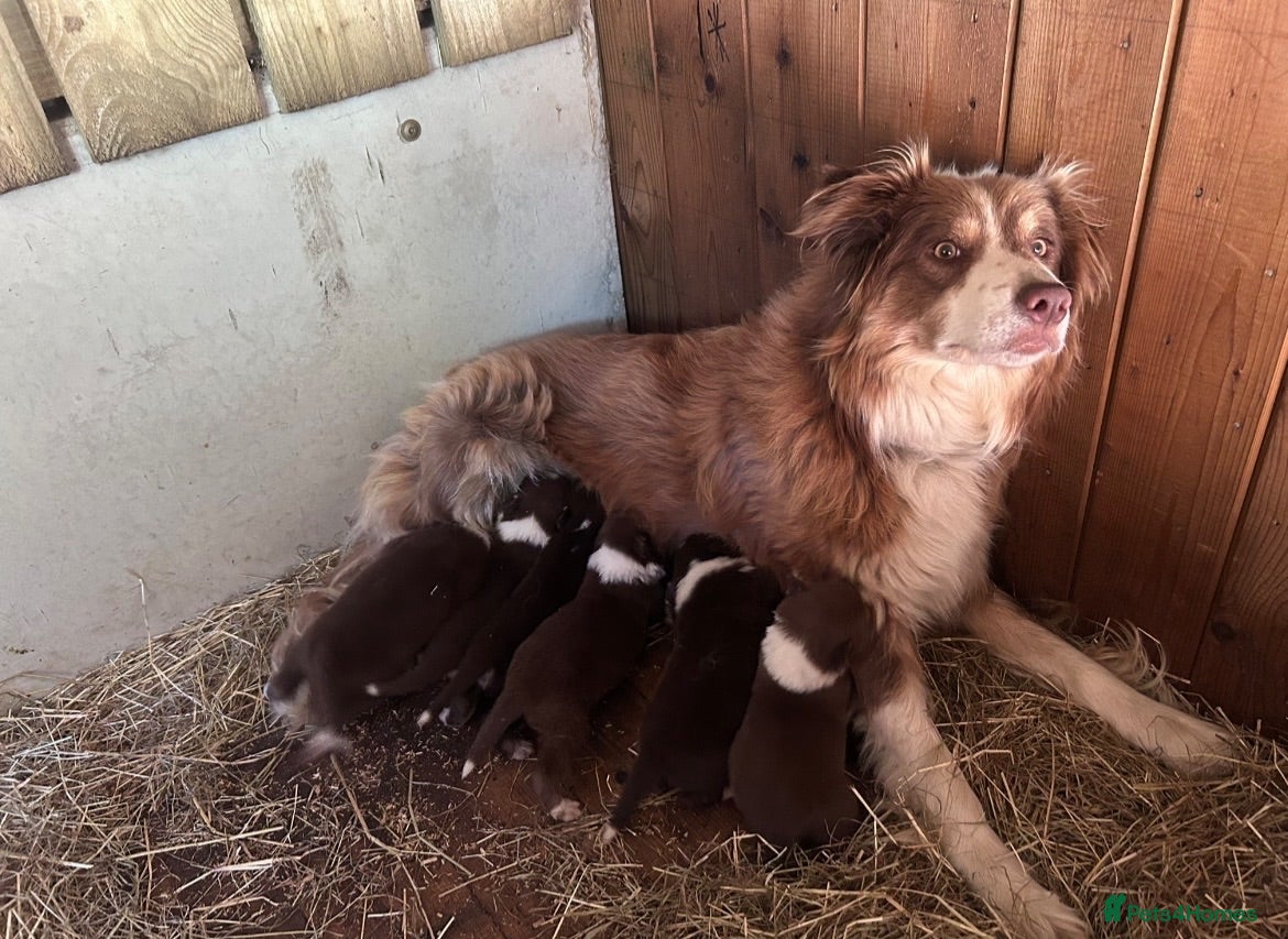 Mixed Breed dogs Beautiful tri coloured chocolate collie puppies - Advert 2
