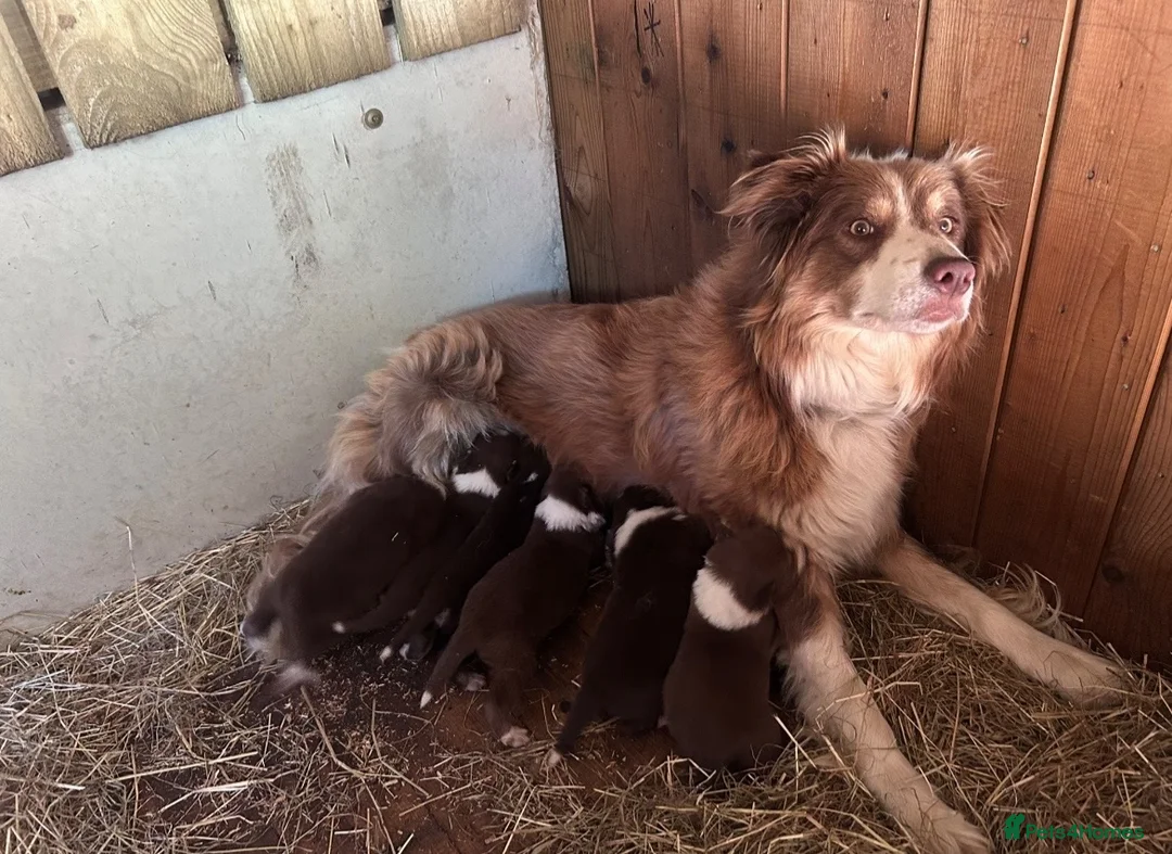 Mixed Breed dogs for sale: Beautiful tri coloured chocolate collie puppies - Advert 1