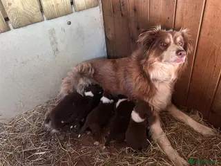 Mixed Breed dogs Beautiful tri coloured chocolate collie puppies - Advert 7