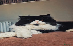 Persian cats for sale: Male persian  - Advert 2