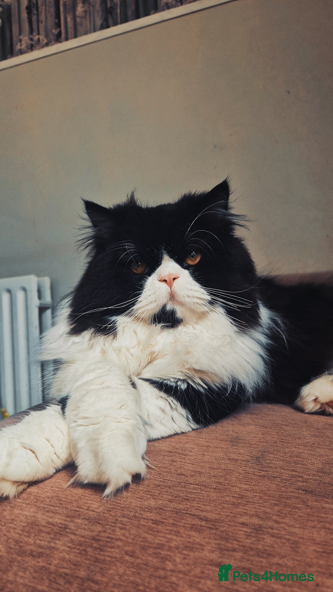 Persian cats for sale: Male persian  - Advert 2