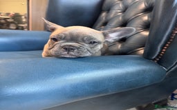 French Bulldog dogs for sale: French bulldogs puppies - Image 5