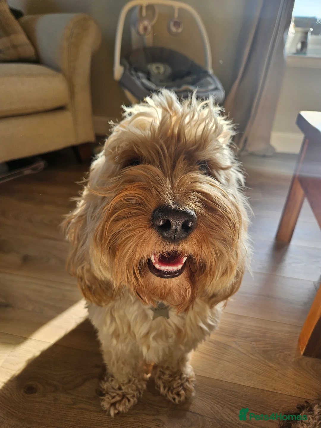 Cockapoo dogs for stud: Lovely proven F1 cockapoo for stud -Health Checked in Lanark - Advert 5