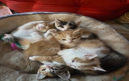Domestic Shorthair cats for sale: Dog friendly!  - Image 6