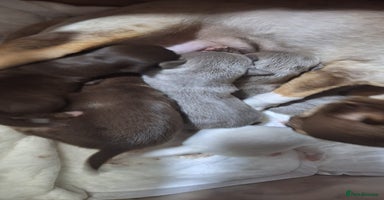 Chihuahua dogs Stunning Chihuahua Puppies  - Advert 9