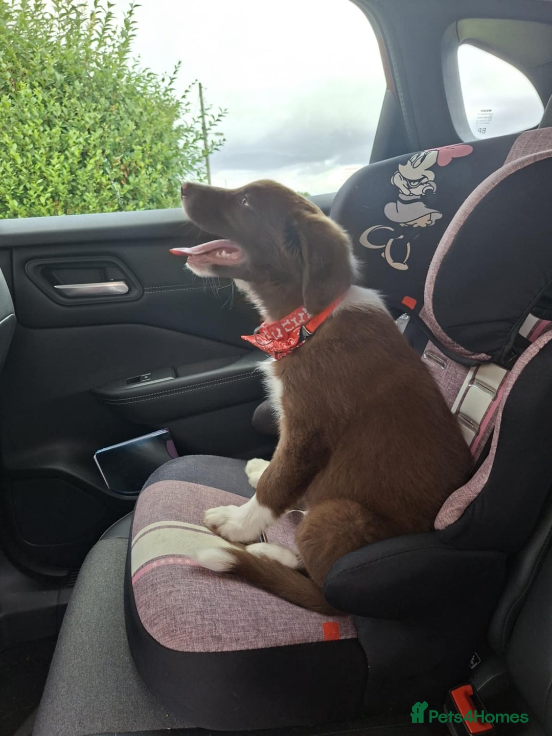 Border Collie dogs for sale: Border collie - Image 3