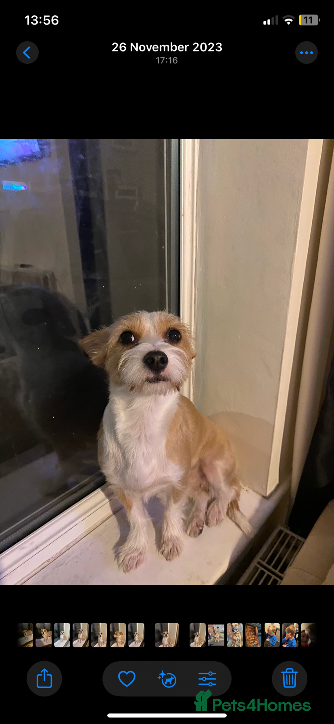 Mixed Breed dogs for sale: Chihuahua princess looking for a home - Advert 4