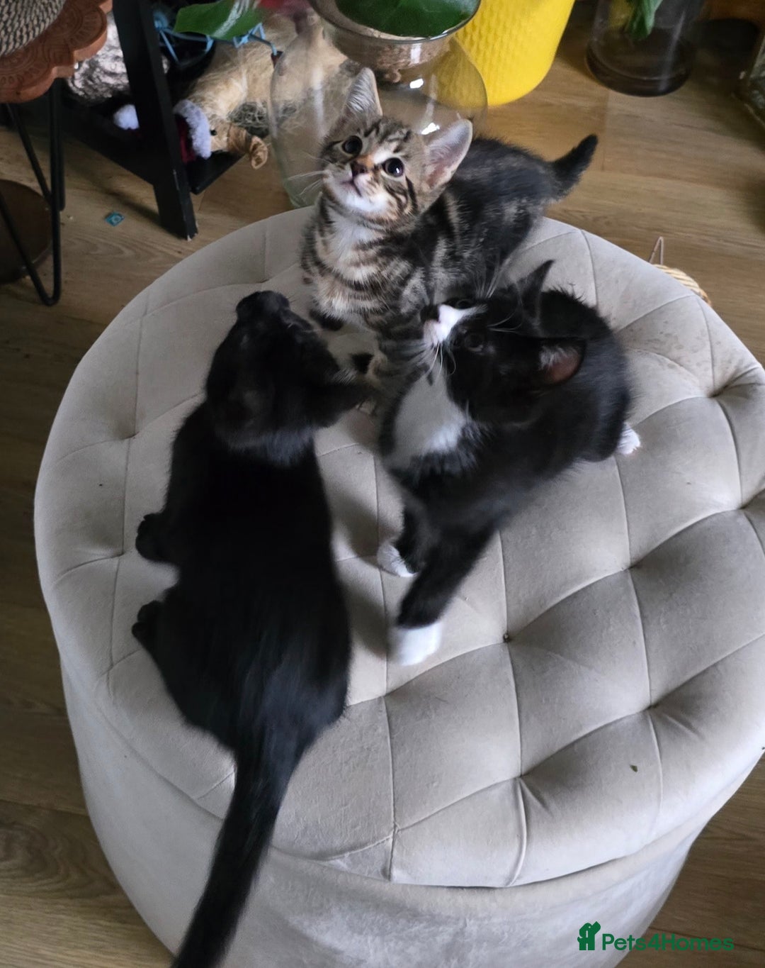 Mixed Breed cats for sale: Three boys looking for forever loving home  - Advert 11