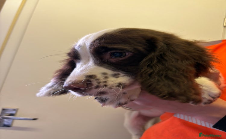 English Springer Spaniel dogs - Advert 3