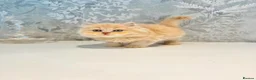 Persian cats for sale: Beautiful Long-Haired Persian Kittens - PKD neg - Advert 14