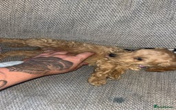 Cockapoo dogs for sale: 3 gorgeous cockapoo puppies  - Image 9