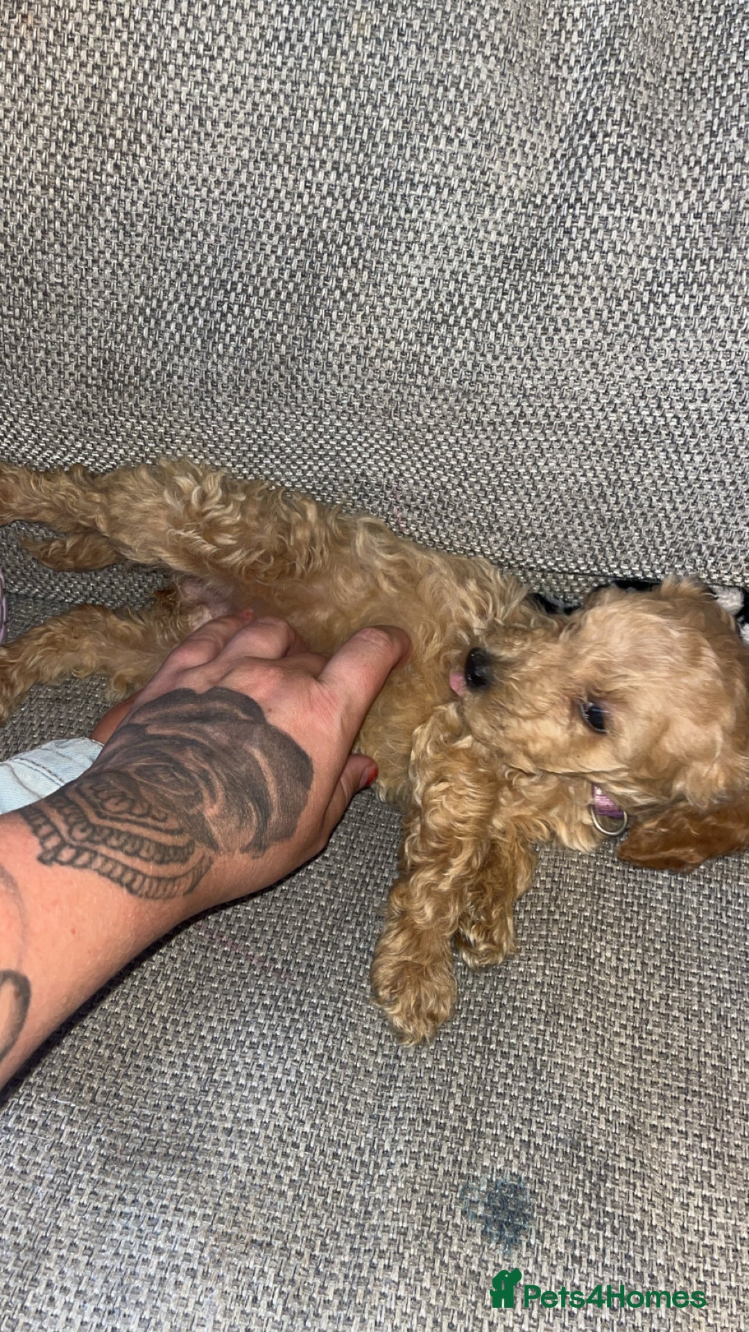 Cockapoo dogs for sale: 3 gorgeous cockapoo puppies  - Image 9