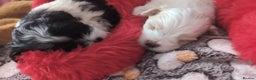 Maltese dogs for sale: 3 boys 1 girl x maltese puppies - Advert 25