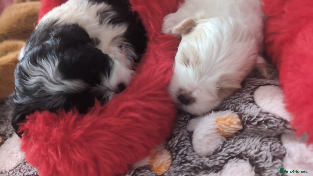 Maltese dogs for sale: 3 boys 1 girl x maltese puppies - Advert 25