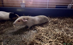 Guinea Pig rodents for sale: Female Guinea pigs for sale  - Image 3