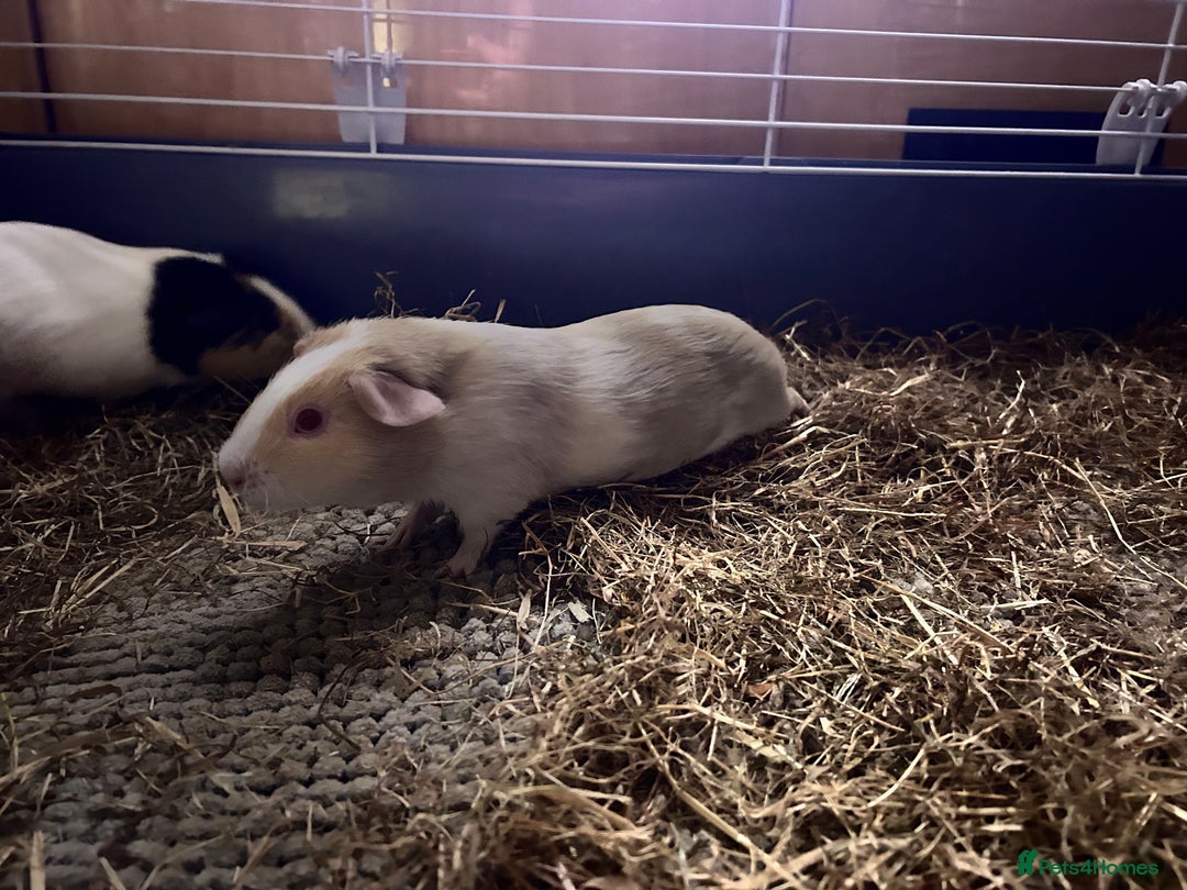 Guinea Pig rodents for sale: Female Guinea pigs for sale  - Image 3