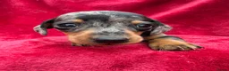 Miniature Dachshund dogs for sale: Dapple Miniature Dachshund puppies - Advert 3