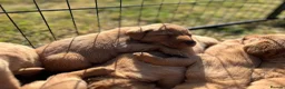 Labrador Retriever dogs for sale: Fox Red Labrador Puppies  - Advert 7