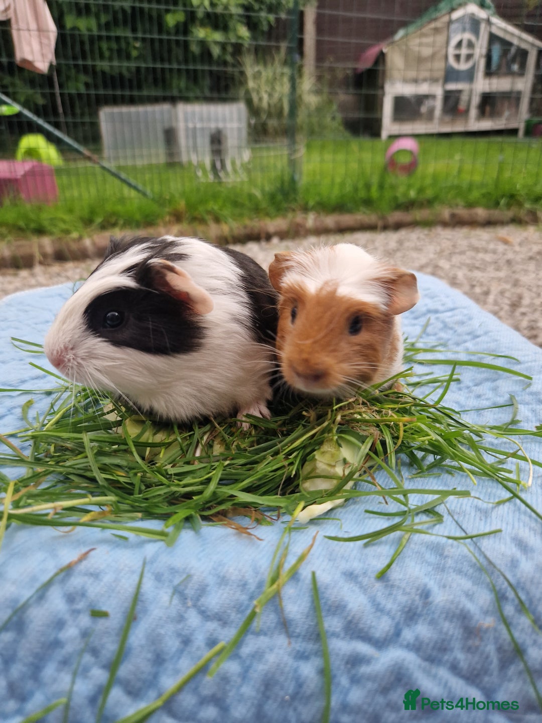 Guinea Pig rodents for sale: 2 beautiful babies arrive reserve Now  in Darwen - Image 24