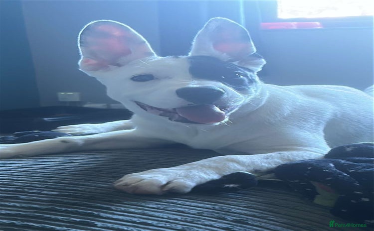 Mixed Breed dogs - Advert 12