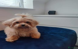 Maltipoo dogs for sale: Maltipoo puppys looking for loving home - Image 5