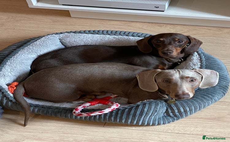 Miniature Dachshund dogs - Advert 8