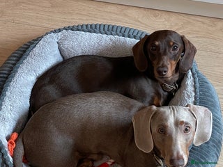 Miniature Dachshund dogs for sale - Advert 1