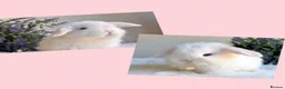 Mini Lop rabbits for sale: Ready now 2 stunning Minilop babies  in Nuneaton - Advert 14