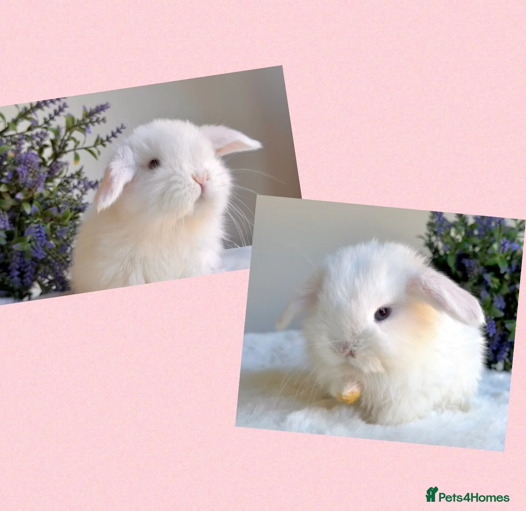 Mini Lop rabbits for sale: Ready now 2 stunning Minilop babies  in Nuneaton - Advert 14