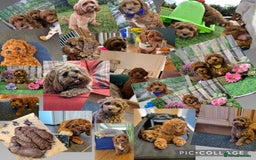 Cavapoo dogs for sale: 5 Star licenced breeder ** 2 girls available ** - Image 11